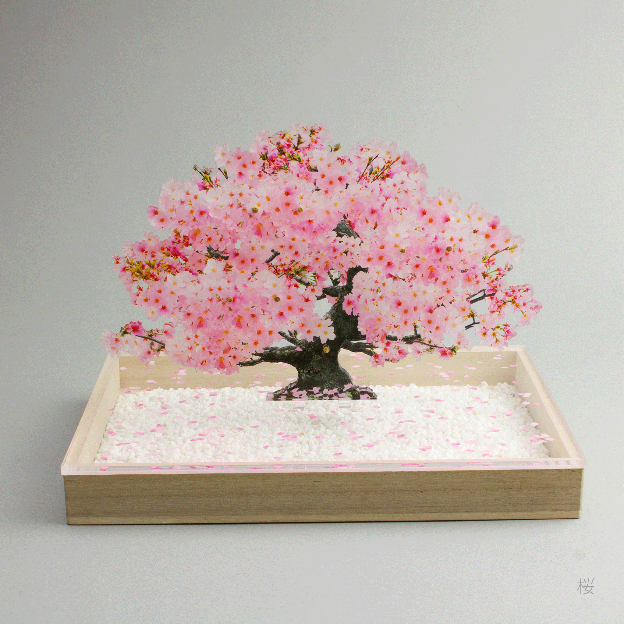 bonsai Sサイズ 桜 | toumei online store
