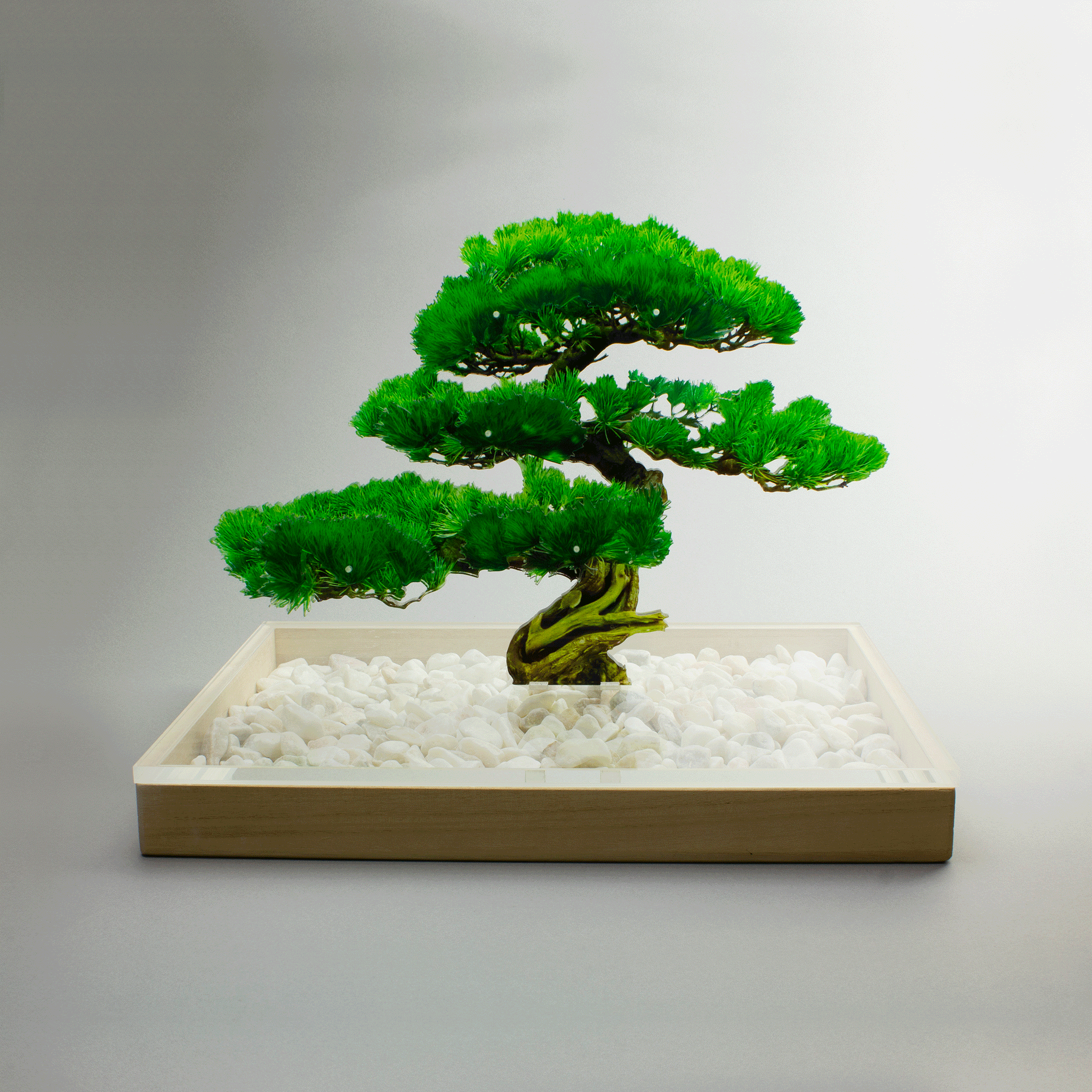 bonsai Mサイズ 松 | toumei online store
