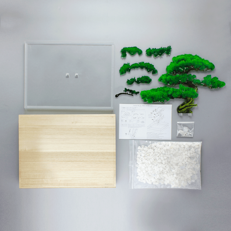 bonsai Mサイズ 松 | toumei online store bonsai Mサイズ 松 | toumei online store