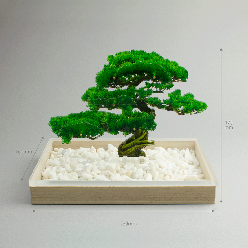 bonsai Sサイズ 松 | toumei online store bonsai Sサイズ 松 | toumei online store