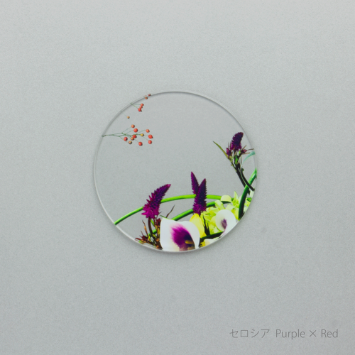 ikebana コースター　セロシア Purple × red