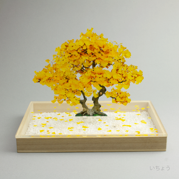 bonsai Sサイズ いちょう | toumei online store