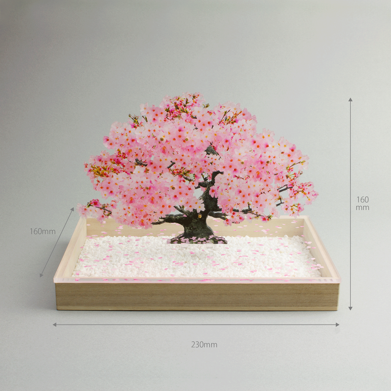 bonsai Sサイズ 桜 | toumei online store bonsai Sサイズ 桜 | toumei online store