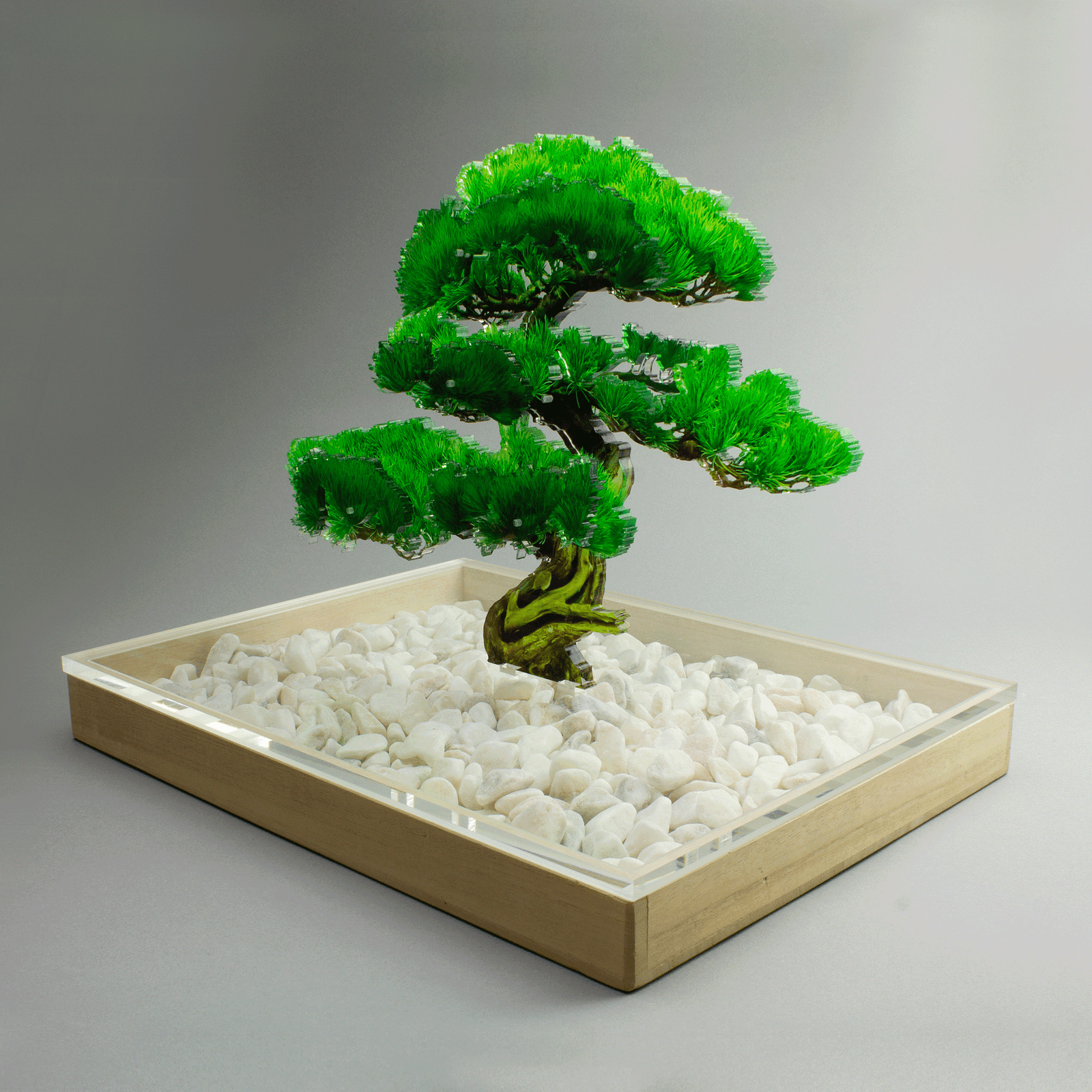 bonsai Mサイズ 松 | toumei online store