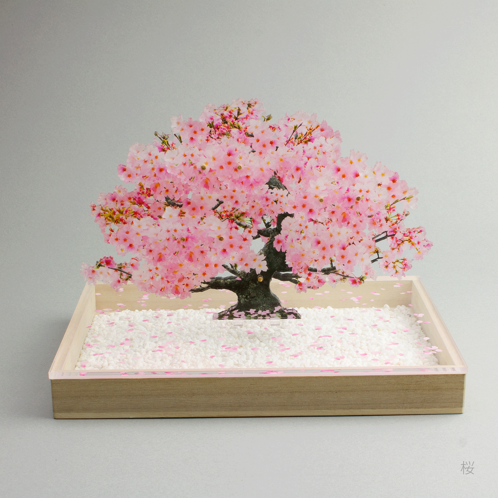 bonsai Sサイズ 桜 | toumei online store bonsai Sサイズ 桜 | toumei online store