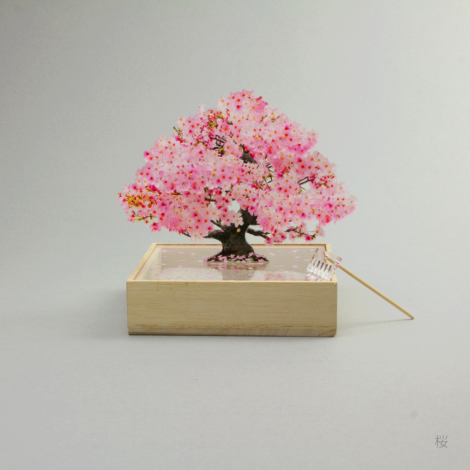 mini bonsai - ミニ盆栽 松