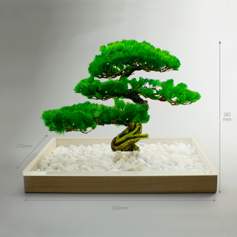 bonsai Mサイズ 松 | toumei online store bonsai Mサイズ 松 | toumei online store