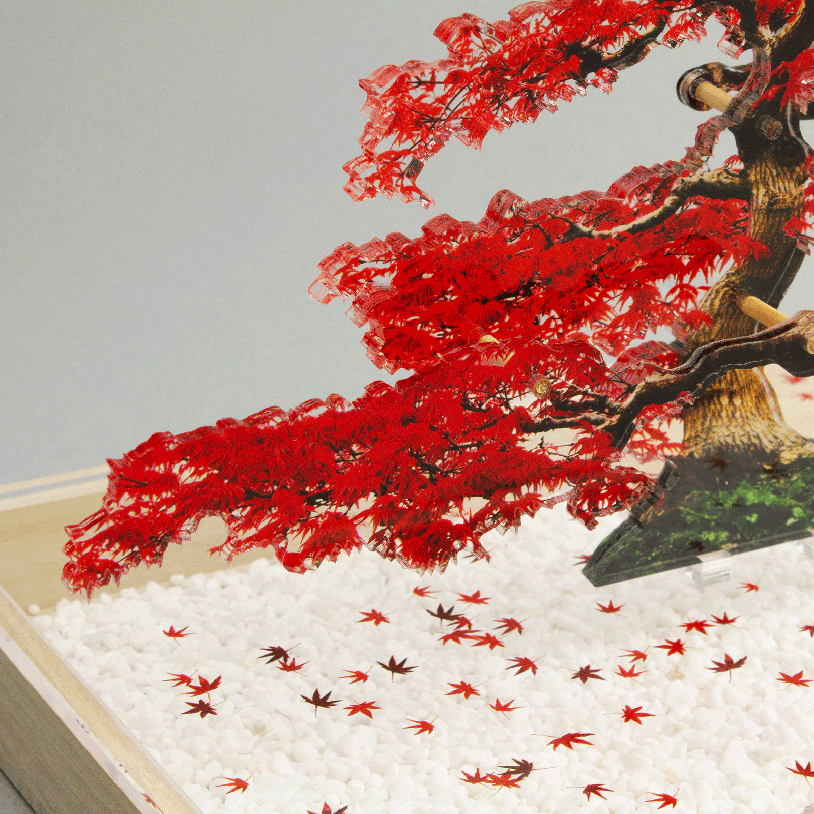 bonsai Sサイズ もみじ | toumei online store bonsai Sサイズ もみじ | toumei online store