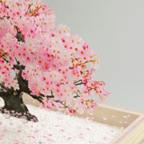 bonsai Sサイズ 桜