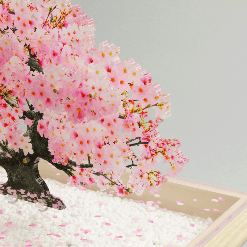 bonsai Sサイズ 桜 | toumei online store bonsai Sサイズ 桜 | toumei online store