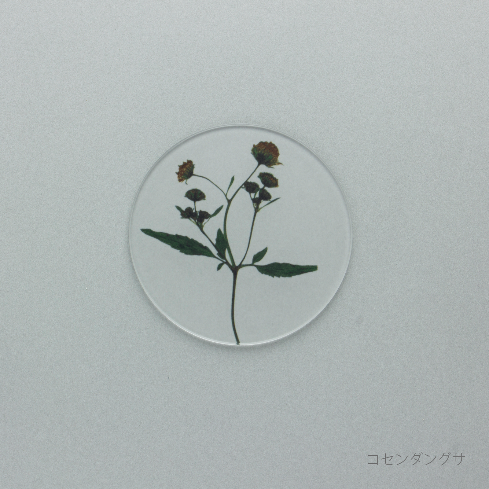 押花 コースター | toumei online store