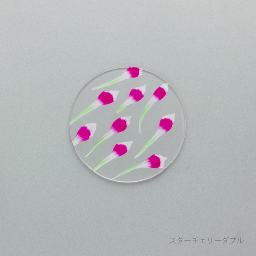 押花 コースター カーネーション 単品