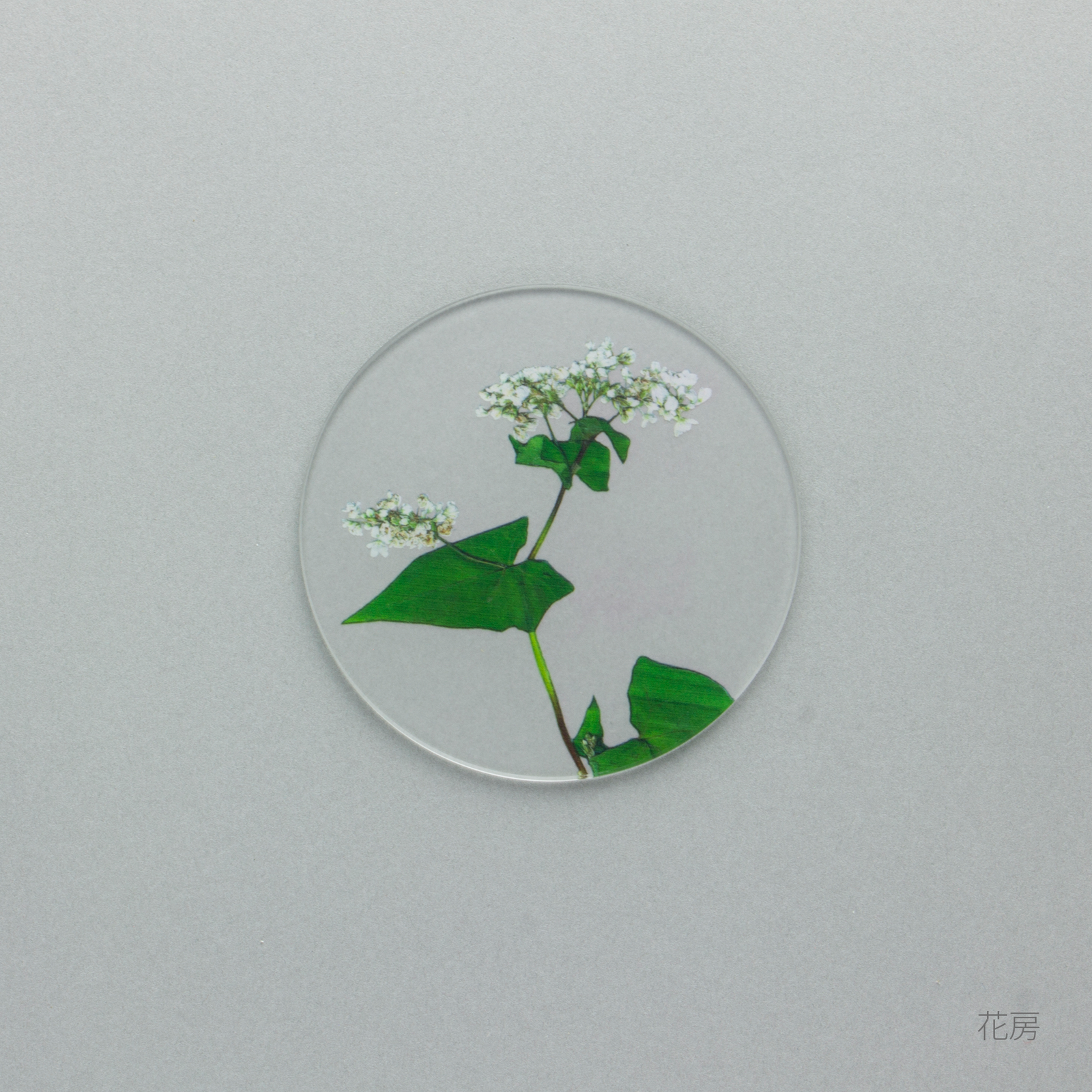 そばの花 コースター 単品 | toumei online store そばの花 コースター 単品 | toumei online store