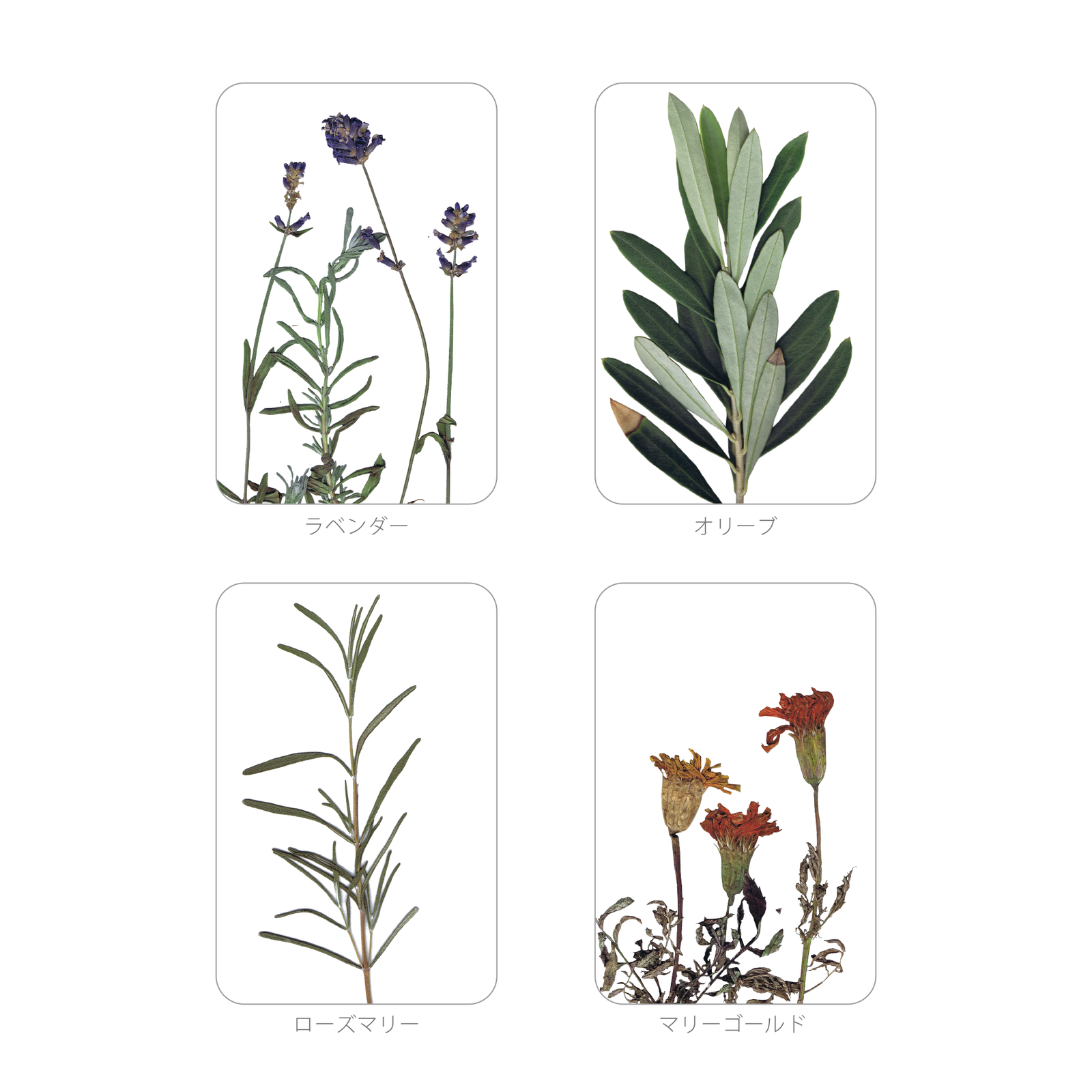 押花 ソープ ディッシュ | toumei online store