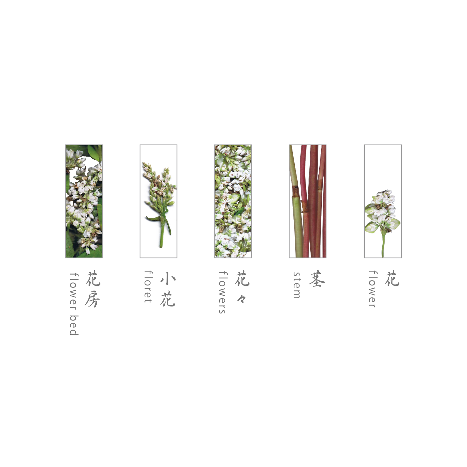 そばの花 はしおき 単品 | toumei online store